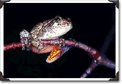 Gray tree frog, Ontario