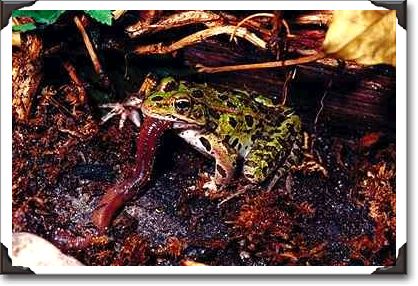Leopard frog with prey (worm), Ontario