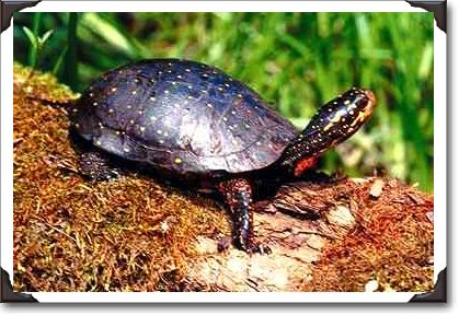 Spotted turtle, Ontario