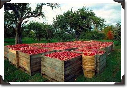 Annapolis Valley apple harvest, Nova Scotia
