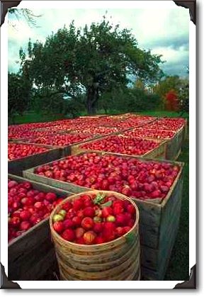 Annapolis Valley apple harvest, Nova Scotia