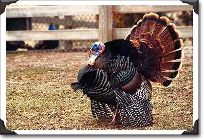 Captive-bred wild turkey at Northwood Exotic Ranch, Seagrave, Ontario