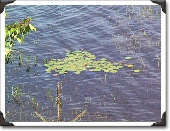 A photo I took of water lilies floating in Gull Lake.