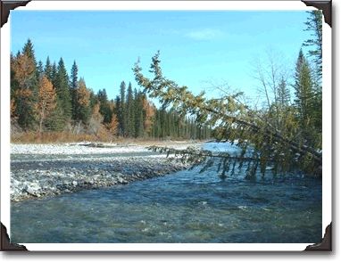 This is the Sheep River a few kilometers west of Bragg Creek. The Sheep River originates in Kananaskis "Country" and flows through Bragg Creek on its way to connect to the Bow River, east of Calgary.