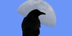 As the light breeze brings with it the first winter chill, a crow seems ...
