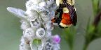 This bee-like insect collects pollen from a roadside shrub.  A "true ...