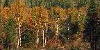 Birches near St. Marguerite, Quebec Laurentians