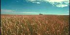 Wheat field, Saskatchewan