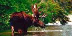 Moose, Pukaskwa National Park, Ontario