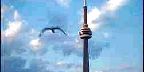 CN Tower with seagull and lake