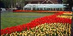 Edward Gardens, tulips and greenhouse