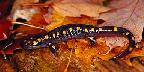 Yellow-spotted salamander, Algonquin Park