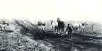 Road-building, Doukhobor community, Sask., 1918, PA-22237
