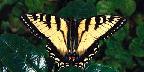 Zebra swallowtail, Ontario