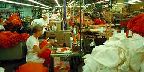Assembly line in garment factory, New Glasgow, Nova Scotia