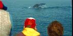 Whale watching at Brier Island, Digby County, Nova Scotia