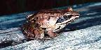 Wood frog, Ontario