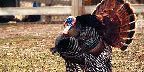 Captive-bred wild turkey at Northwood Exotic Ranch, ...