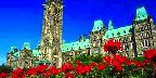 Geranium beds in full bloom on Parliament Hill, Ottawa, Ontario