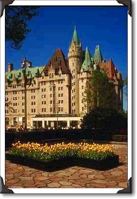 Yellow tulips and Chateau Laurier in spring