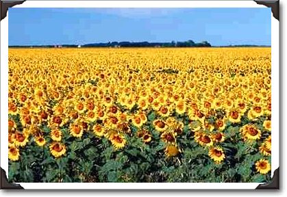 Golden field of sunflowers, Manitoba