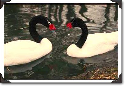 Pair of black-necked swans, Peterborough