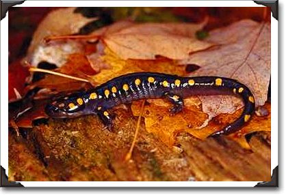 Yellow-spotted salamander, Algonquin Park