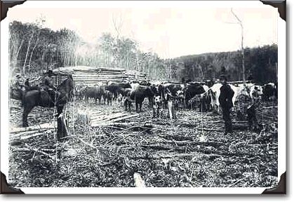 Cattle ranching, photo W.J. Topley PA-12428