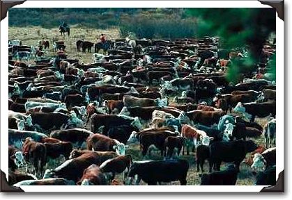 Alberta cattle round-up