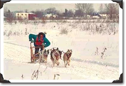 Dog-sled racer, Gatineau, Quebec