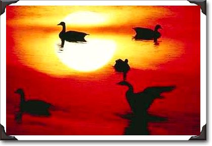 Canadian geese sunset