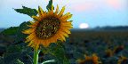 Sunflowers feel the heat of the setting sun on a dry summer day near Winnipeg, ...