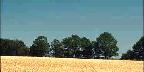 Field of oats near Keene, Ontario