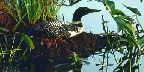 Common loon on nest