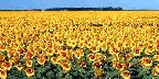 Golden field of sunflowers, Manitoba