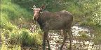 Moose feeding in Algonquin Park