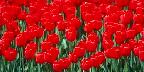 Red tulips, Ottawa