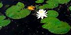 Water lily, Ile du Marais, Ste-Catherine-de-Hatley, Quebec