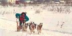Dog-sled racer, Gatineau, Quebec