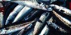 Fish for lobster bait, Prince Edward Island