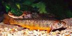 Brook trout, Ontario