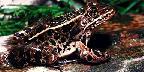 Leopard frog, Ontario
