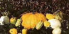 Bountiful Harvest of Squash........from the garden of the Squash King in Indian ...